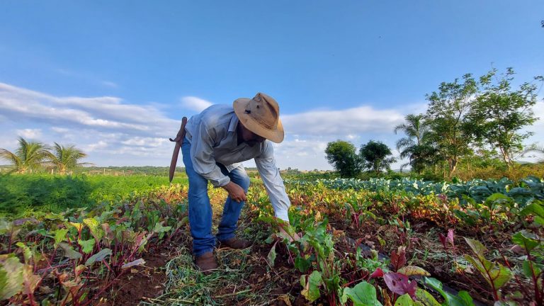 Para Sirlei de Oliveira, produtora rural do assentamento Sucuri, graças ao apoio da Prefeitura a família sobrevive do pequeno negócio.
