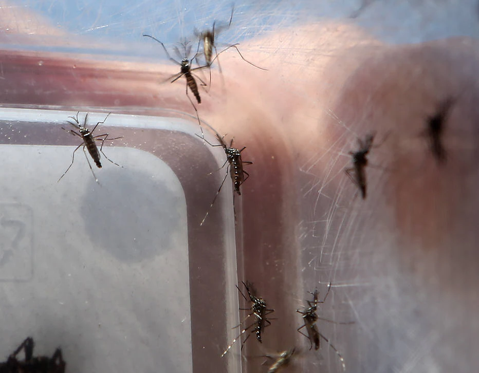 Dengue é transmitida pela picada do Aedes aegypti; número de casos este ano aumentou 196% em relação a igual período do ano passado