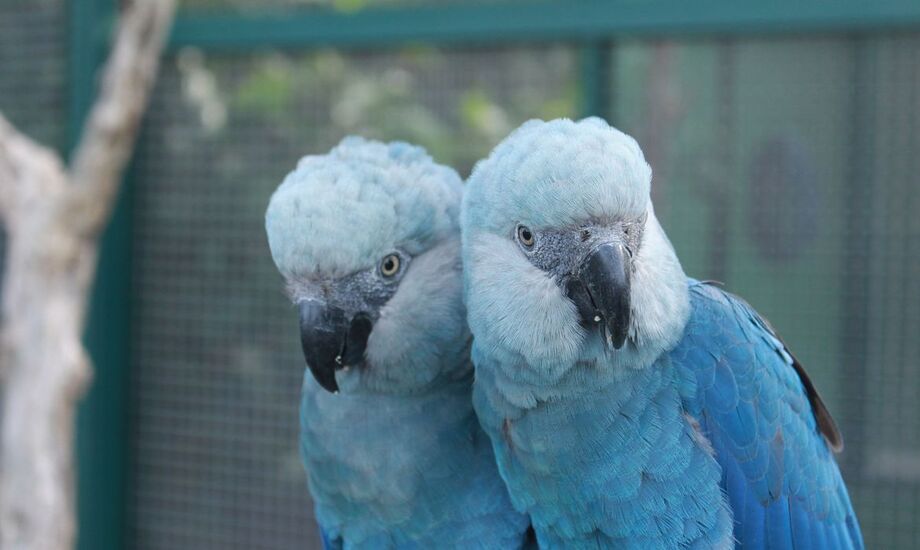 Arara azul