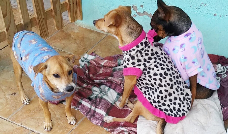 Cachorros com frio