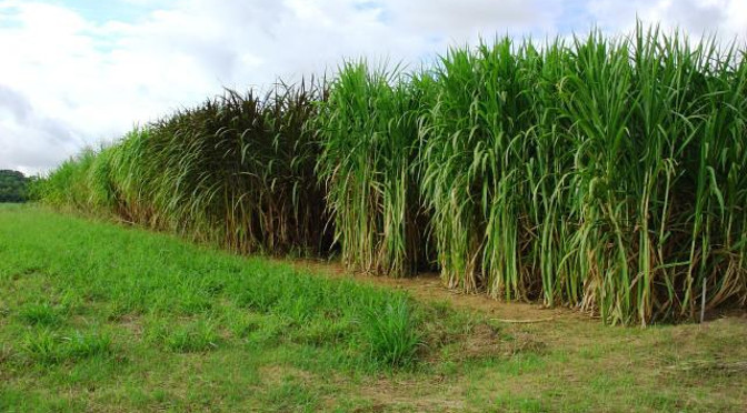 Agricultura