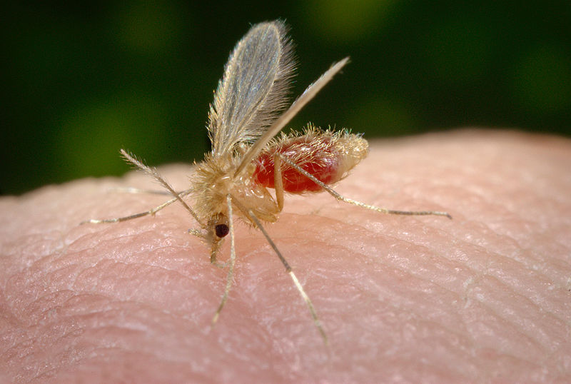 Mosquito transmissor da leishmaniose