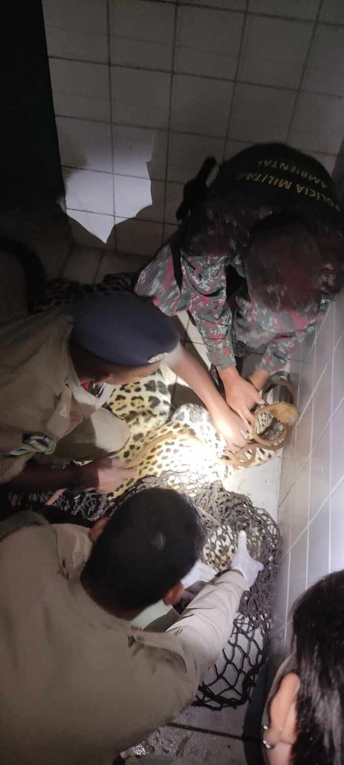 Todo o processo desde as buscas pelo animal dentro do batalhão até a soltura, durou 2h30