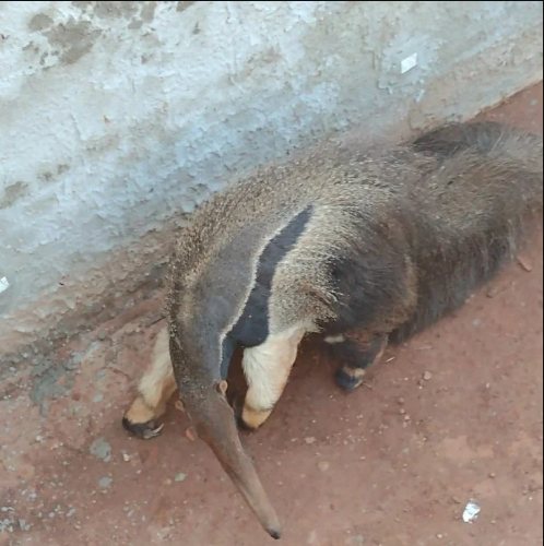 O animal adulto foi encaminhado para atendimento de um médico veterinário que atestou que ele não apresentava nenhum ferimento