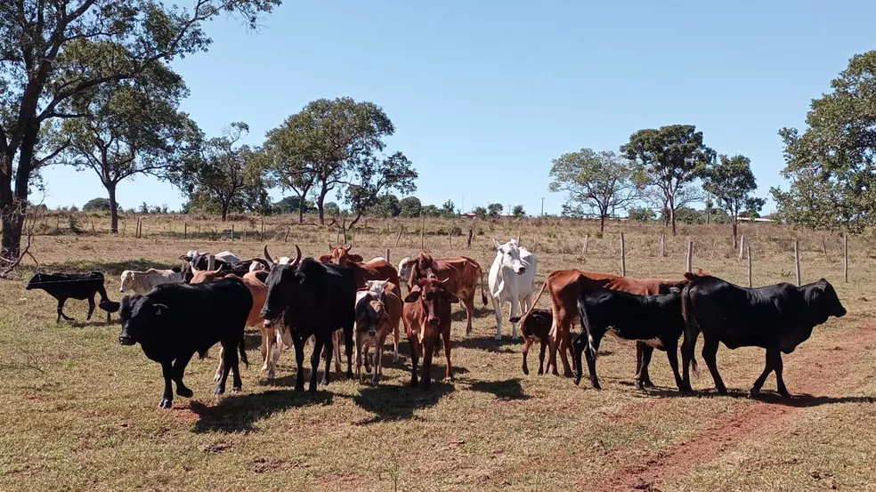 Cabeça de gado em Água Clara