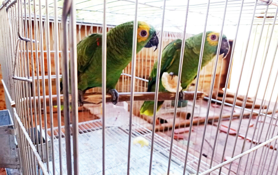 Aves apreendidas pela PMA
