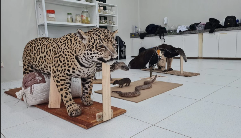 Serão entregues um exemplar de onça-pintada, arara e filhote de anta