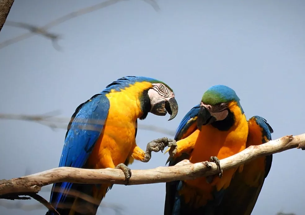 Casal de arara-canindé