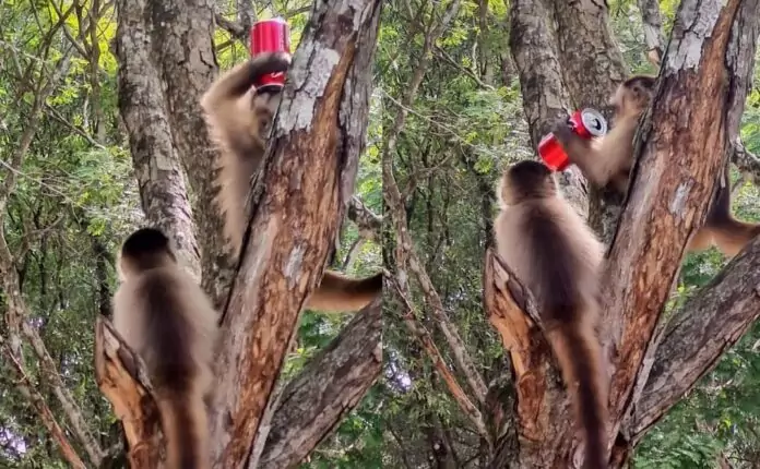 Macacos prego com refrigerante