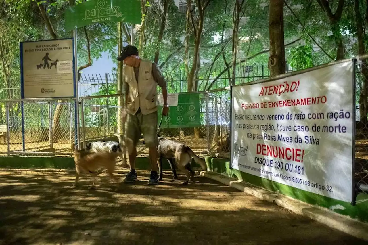 cachorro envenenado