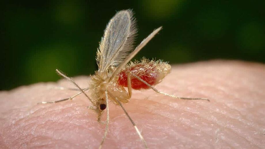 Leishmaniose