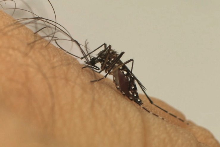 O médico ressalta também que é necessária ficar atento nos casos de dengue em idosos, pessoas com comorbidades e em crianças pequenas, os cuidados devem ser redobrados