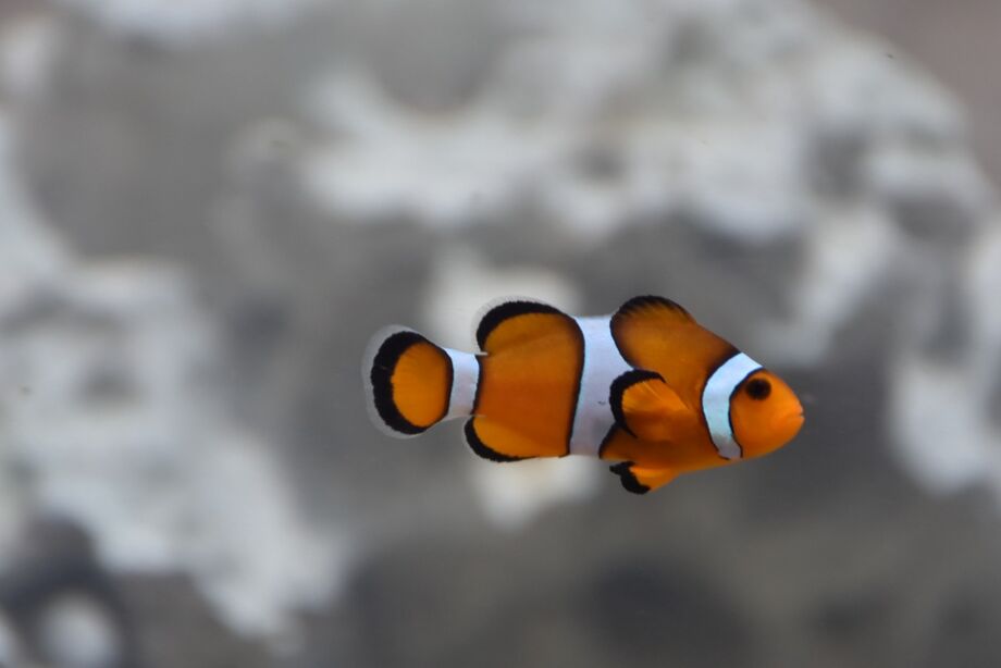 Peixe 'Nemo'