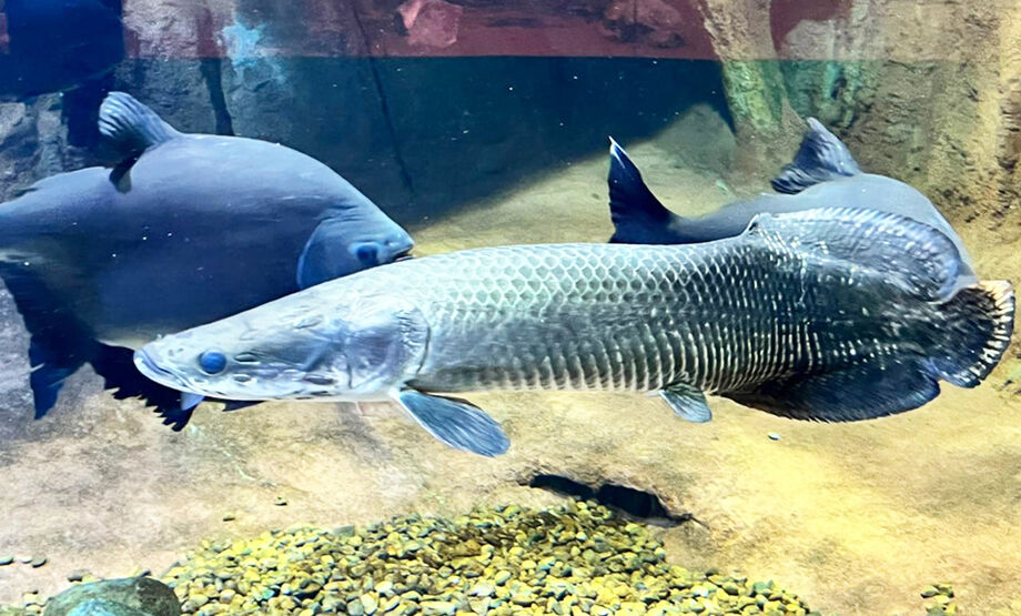 Três pirarucus habitam o tanque Rio Grande ao lado de pacus e um jaú fêmea de um metro