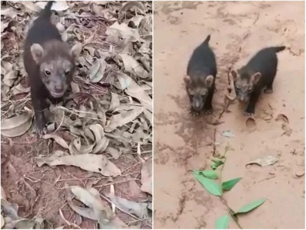 Animais foram filmados no município de Inocência.