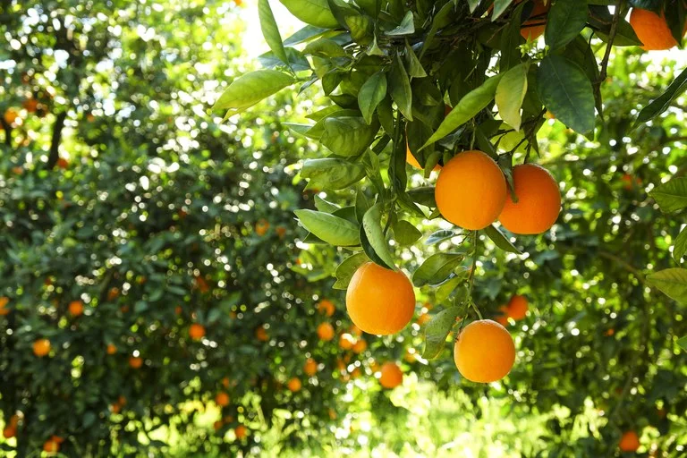 Laboratório de Produtos Florestais do Mapa abre seleção para bolsistas de Iniciação Científica