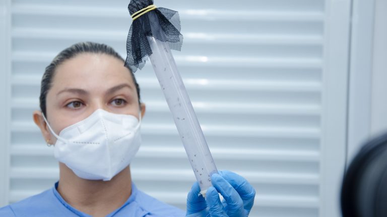 O método Wolbachia começou a ser implantado em dezembro de 2020 na Capital pela Secretaria Municipal de Saúde (Sesau), através da parceria com o World Mosquito Program (WMP/Brasil)