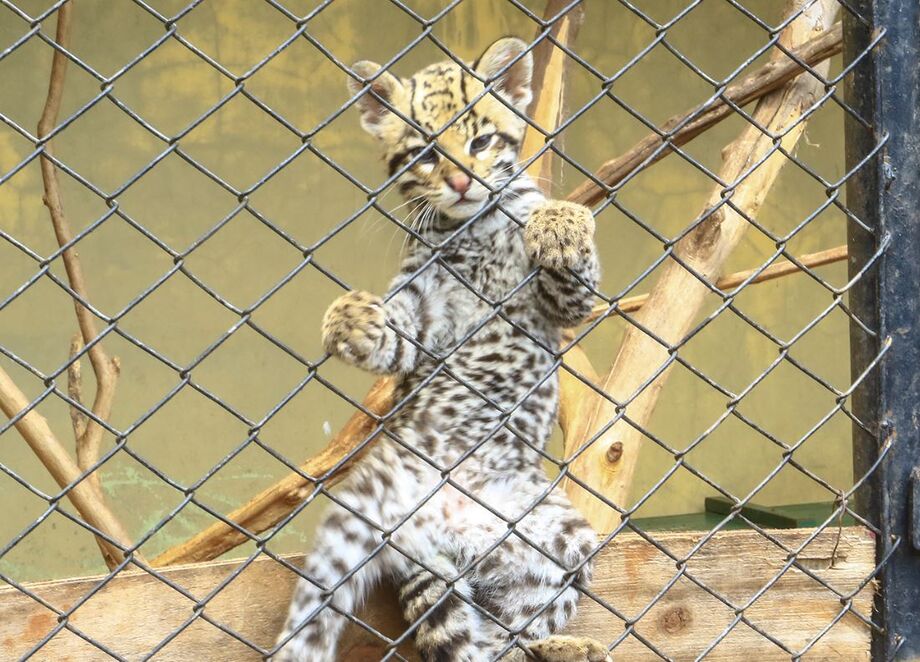 Filhote de jaguatirica