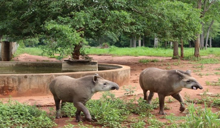 Antas que passaram por reabilitação durante 2 anos no CRAS são reintroduzidas no Pantanal
