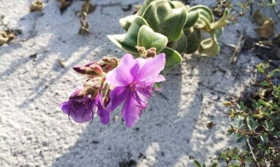 A espécie rara Pleroma hirsutissimum voltou ao seu lugar de origem nas dunas da Praia do Peró