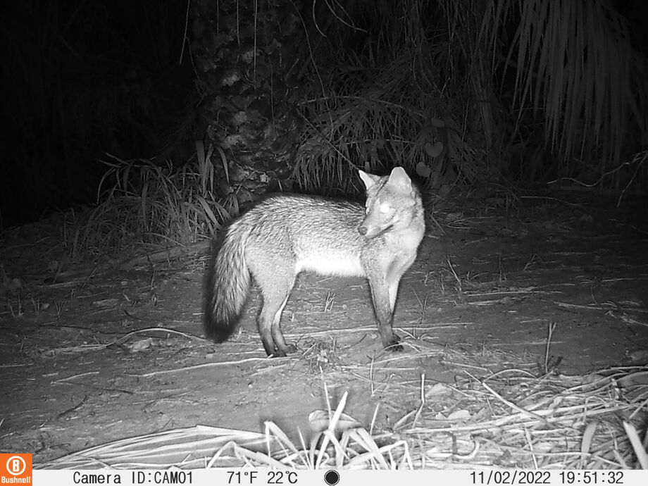 Monitoramento da biodiversidade pantaneira