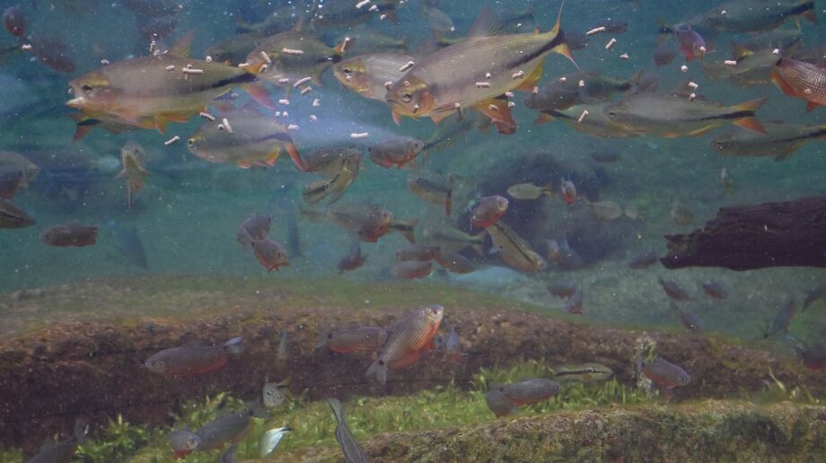 Ração é dispersada nos aquários e ficam a disposição dos peixes se alimentarem de forma equilibrada