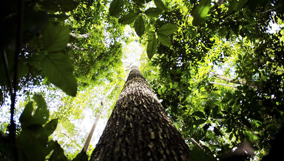 Áreas desmatadas na Amazônia aumentam temperaturas locais e elevam risco de mortes por calor.