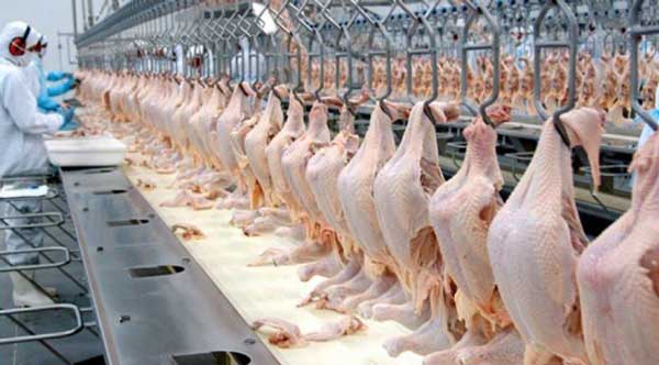 Frango: Agricultura declara emergência zoossanitária no RS após caso de Newcastle