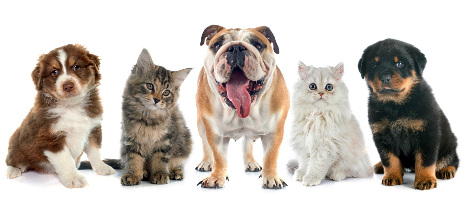 Crematório PetPax oferece nova opção para despedida digna de animais de estimação em Campo Grande