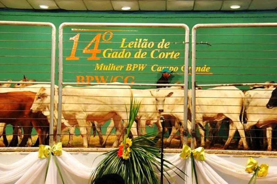 Leilão de gado de corte mulher BPW destaca a presença feminina