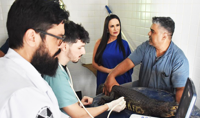 Exame de ultrassom em um jacaré