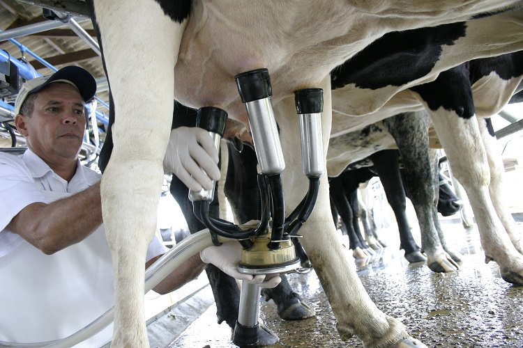 Oferta restrita impulsiona valorização do leite em Mato Grosso do Sul