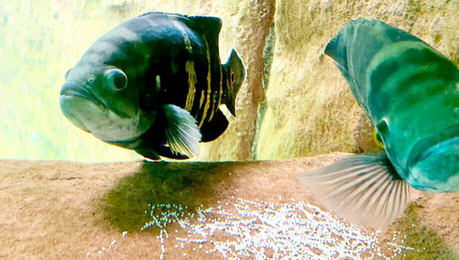 Peixe da espécie Oscar