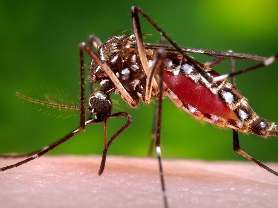 Mosquito transmissor da dengue