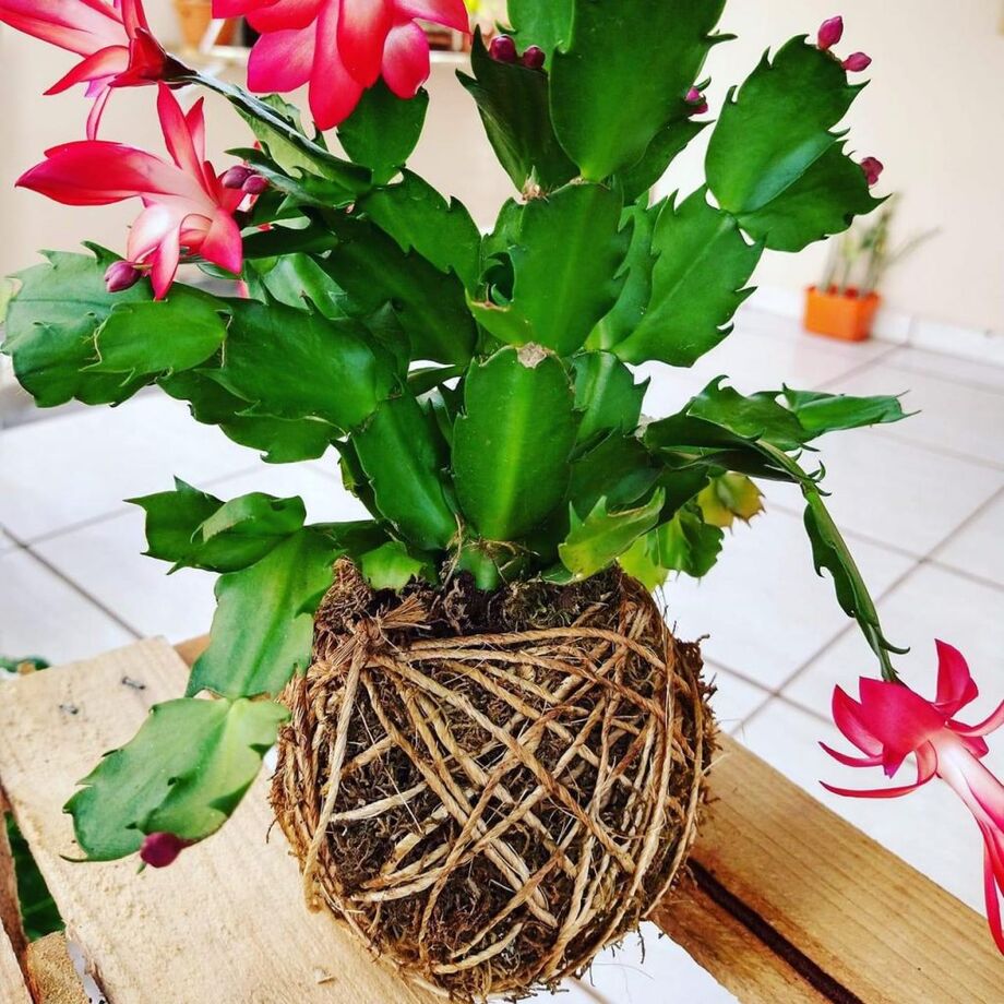 Kokedamas são arranjos que podem ser comercializados posteriormente