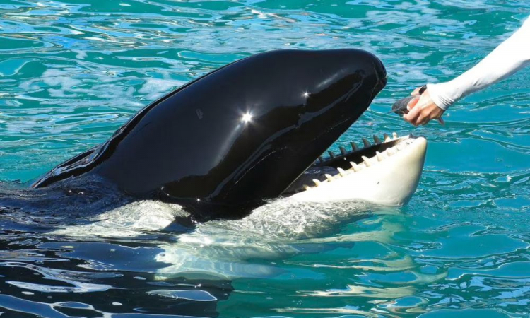 Orca Lollita.