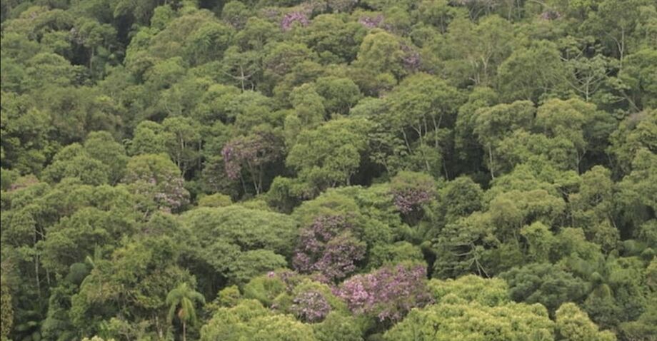 Mata Atlântica.