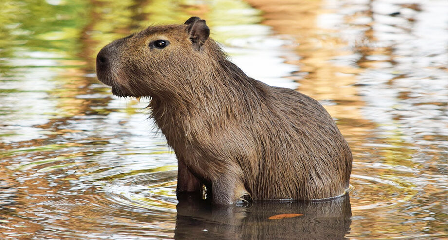 Capivara