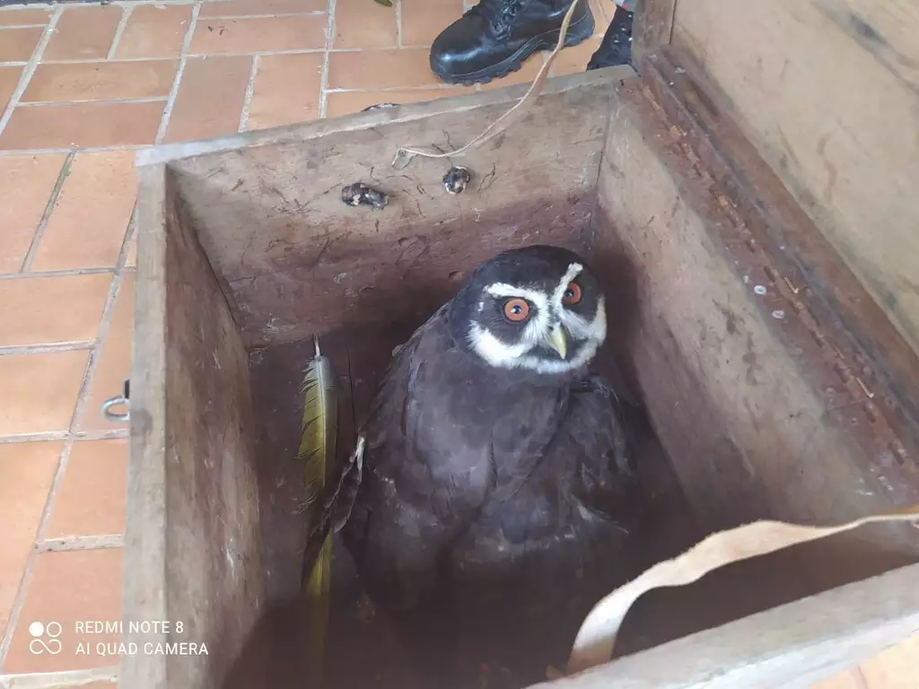 Morador de chácara aciona PMA após encontrar coruja ferida margeando a MS-040