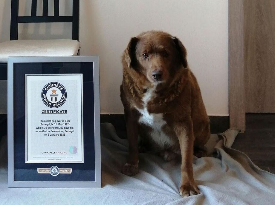 Bobi, o cachorro mais velho do mundo.