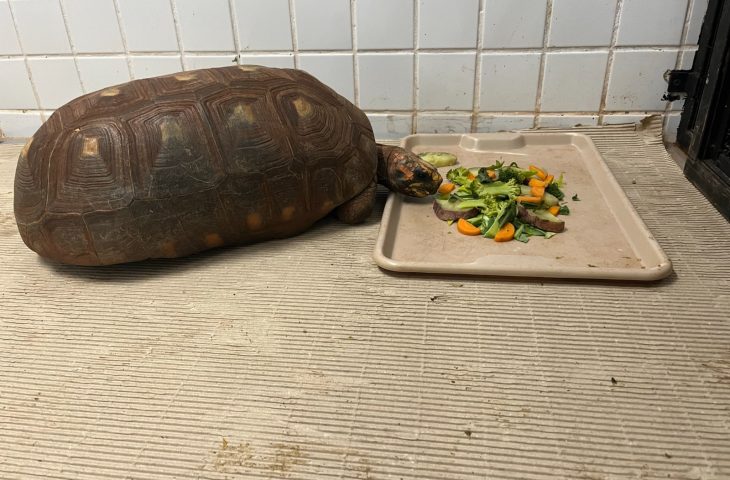 Bioparque Pantanal adota cuidados especiais com animais em dias frios para garantir bem-estar.