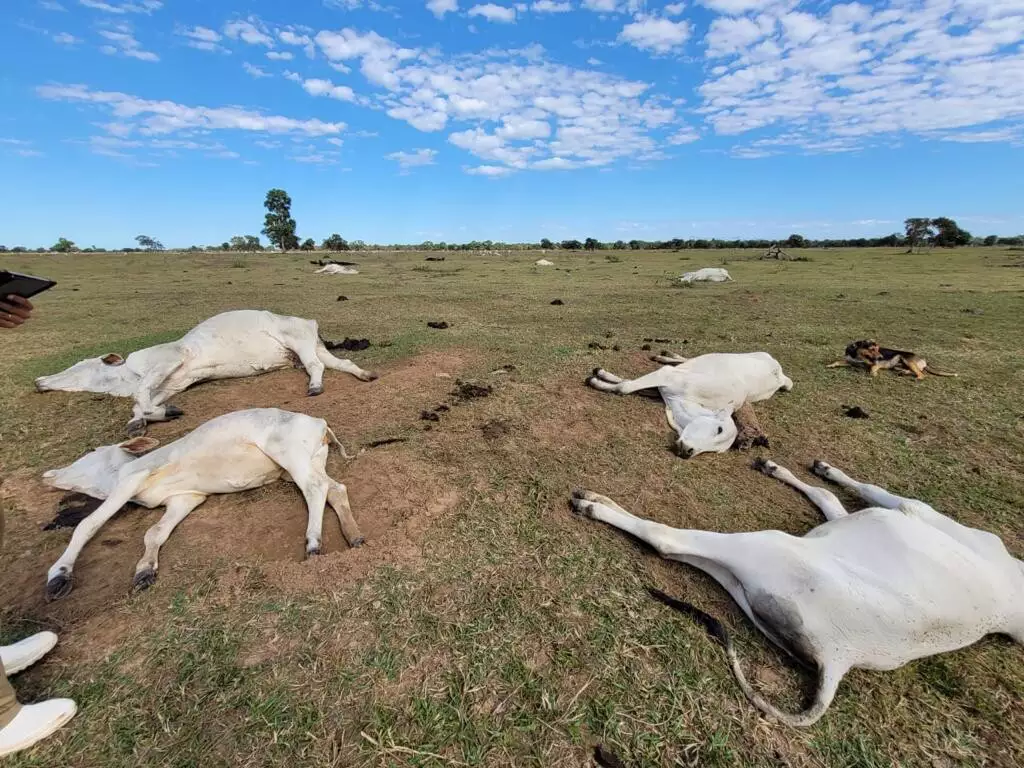 Tragédia no Pantanal: mais de mil bovinos sucumbem à hipotermia em frente fria devastadora