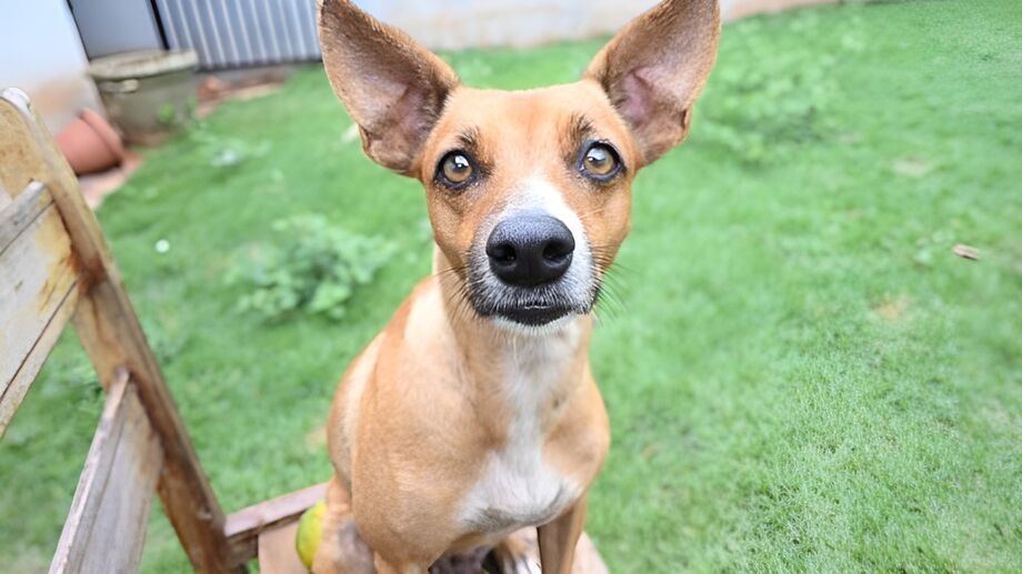 Em dias de calor acima dos 40 °C, especialistas recomendam passeios apenas em horários frescos e atenção aos sinais de hipertermia em cães e gatos.