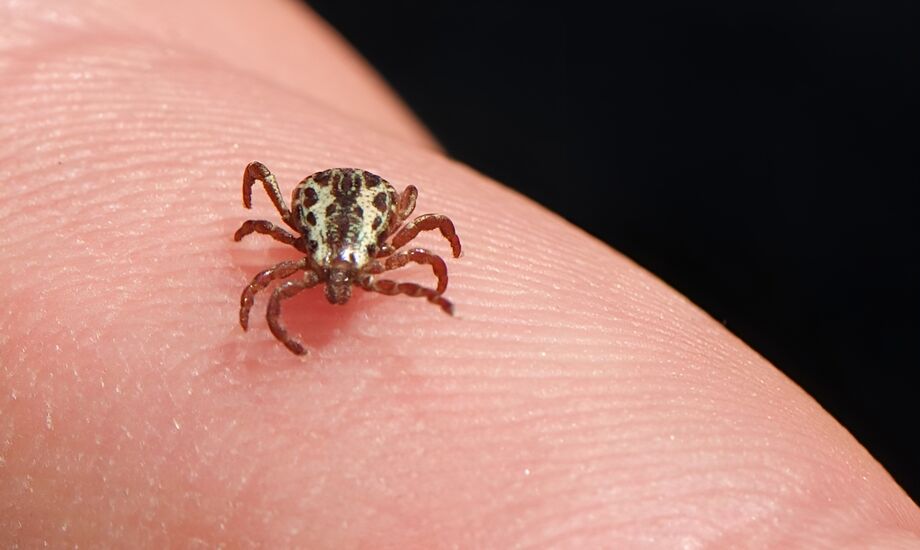 Febre maculosa