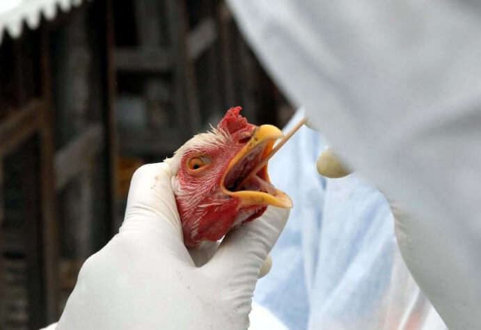 Gripe aviária: SC confirma primeiro foco da doença em ave de criação doméstica