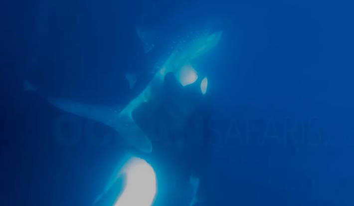 Registro de ataque de orca a tubarão-baleia no Golfo da Califórnia