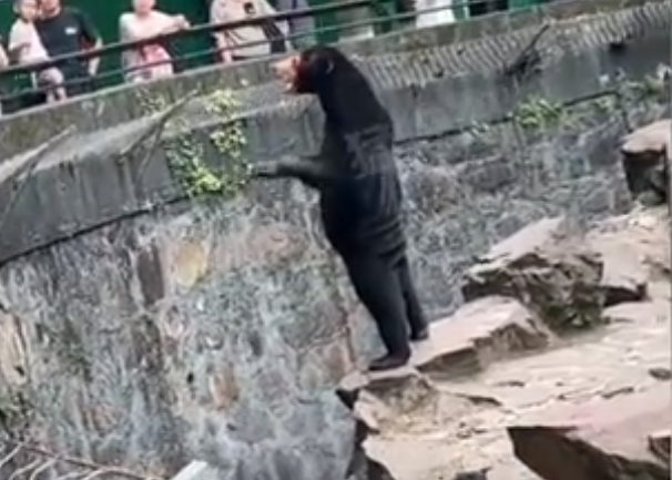 Zoológico nega que seus ursos sejam 'humanos disfarçados' após foto de animal viralizar