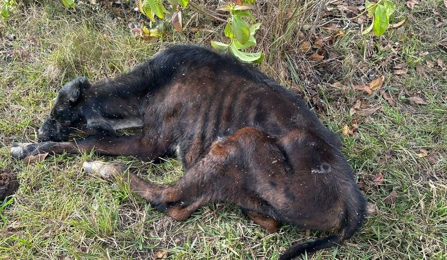 Animal foi encontrada desnutrido