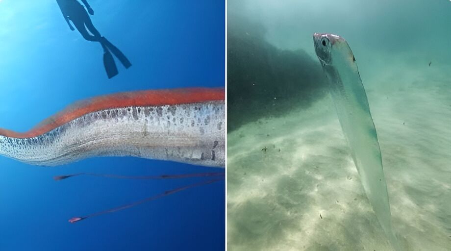 Espécie rara de peixe