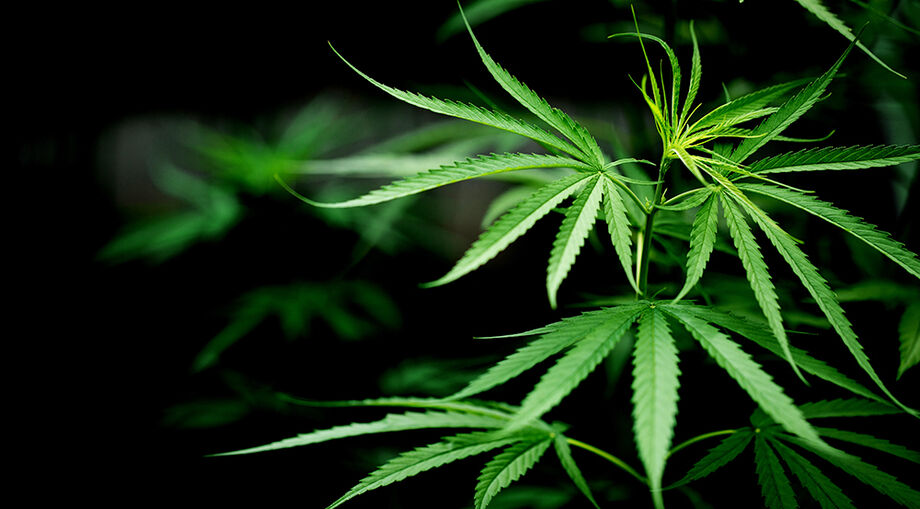 Cannabis